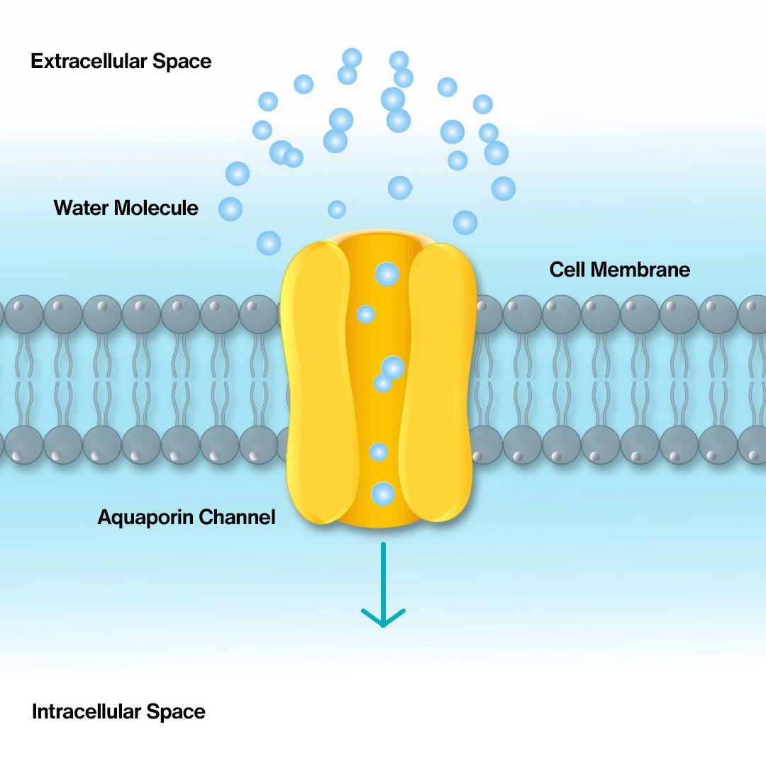Image of aquaporin-3 channel